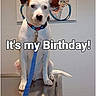 animal, birthday, blue, celebration, collar, decor, dog, domestic_animal, ears, indoor, leash, metal_surface, painting, pet, portrait, sitting, table, text_overlay, wall_art, white_dog