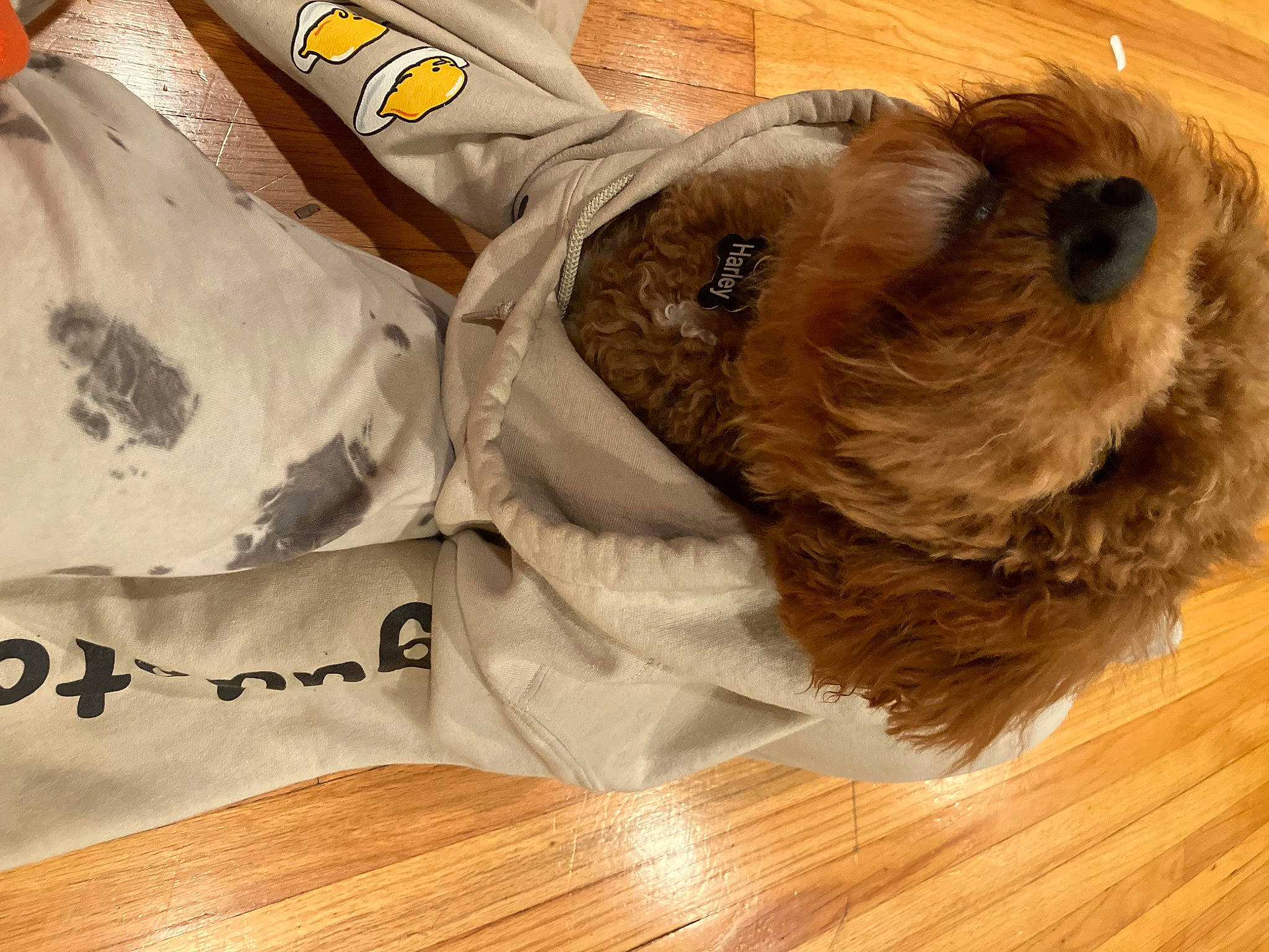 Harley Davidson joined the competition — help win amazing prizes! brown, carnivore, companion_dog, dog, dog_breed, dog_clothes, dog_supply, fawn, flooring, hardwood, laminate_flooring, liver, pet_supply, sleeve, snout, sporting_group, toy_dog, wood, wood_stain, working_animal