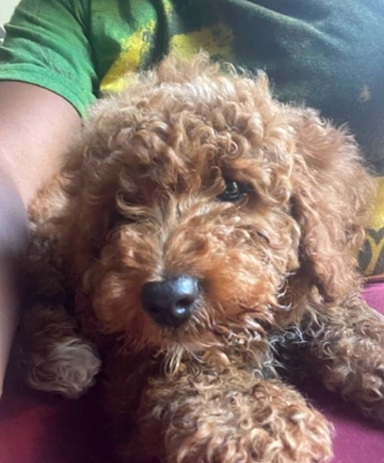 Harley Davidson is registered to the contest to win money with this photo: carnivore, companion_dog, dog, dog_breed, fur, labradoodle, liver, maltepoo, non_sporting_group, poodle, poodle_crossbreed, small_terrier, sporting_group, terrier, toy_dog, water_dog, working_animal, yorkipoo