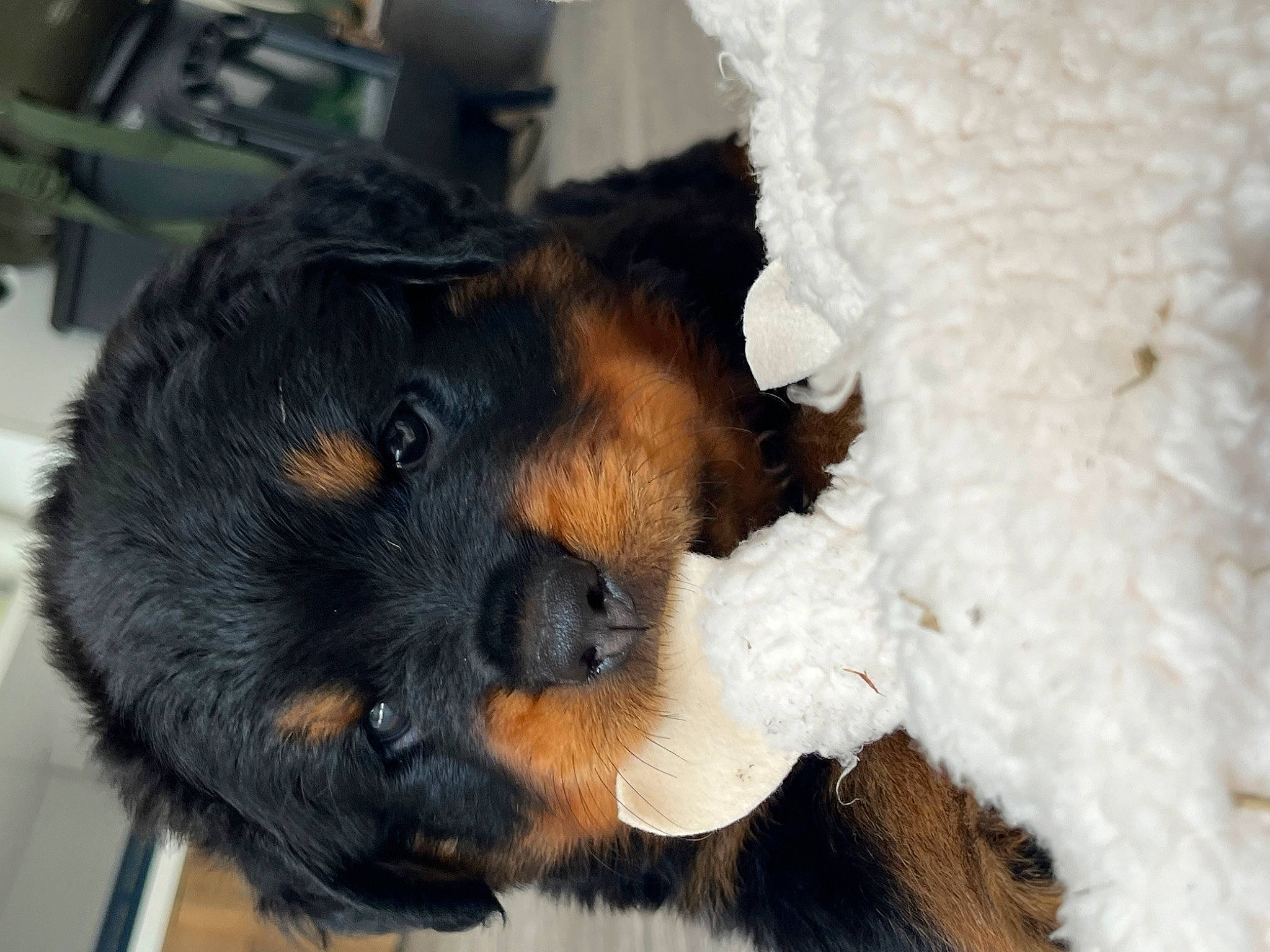 Bruno joined the competition — help win amazing prizes! canidae, carnivore, claw, companion_dog, dog, dog_breed, fawn, fur, guard_dog, paw, rottweiler, small_terrier, sporting_group, terrestrial_animal, terrier, toy, toy_dog, whiskers, working_animal, yorkipoo