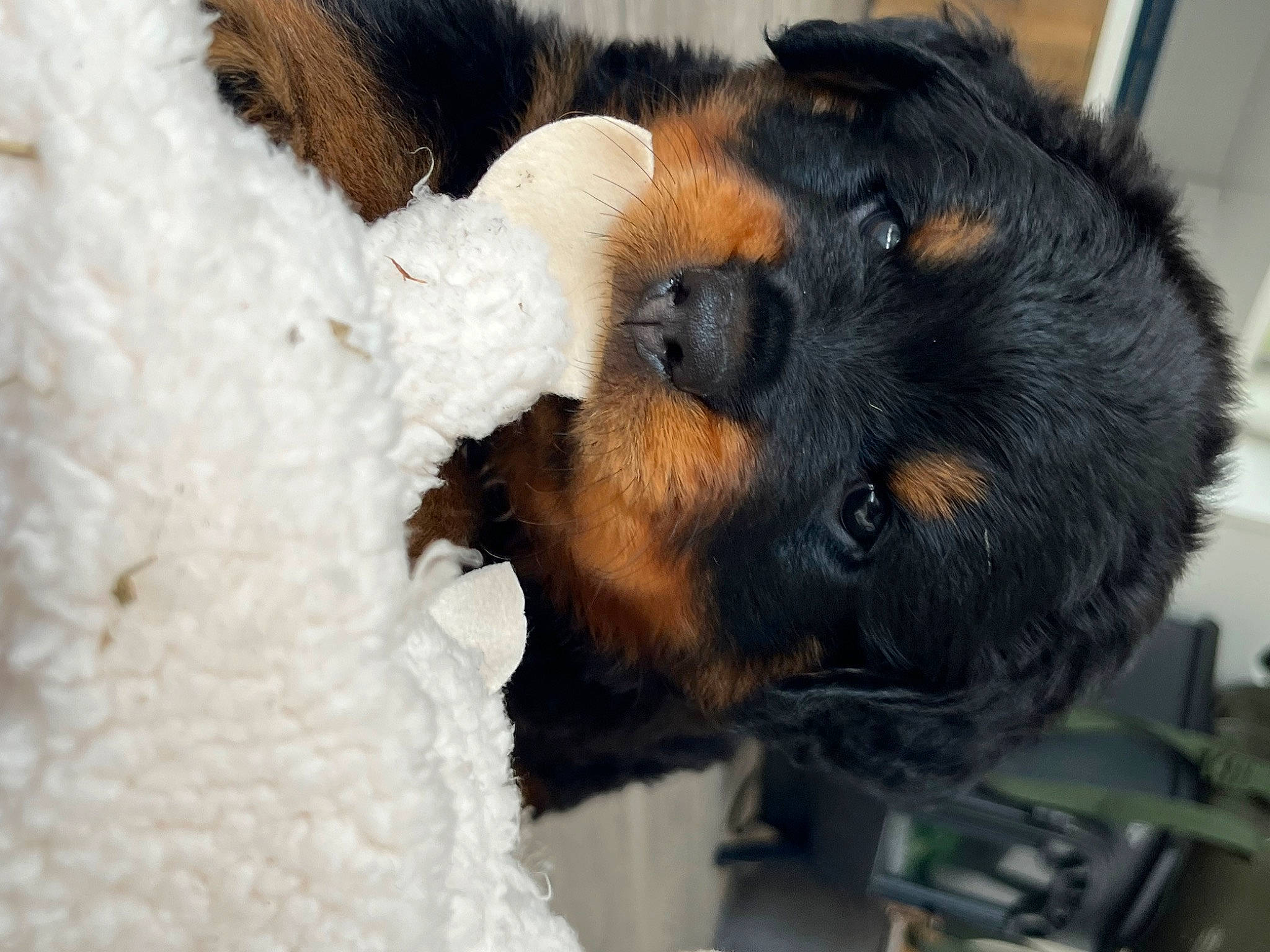 Bruno is registered to the contest to win money with this photo: canidae, carnivore, claw, companion_dog, dog, dog_breed, ear, fawn, fur, paw, puppy, snout, sporting_group, tail, terrestrial_animal, terrier, toy, toy_dog, whiskers, working_animal