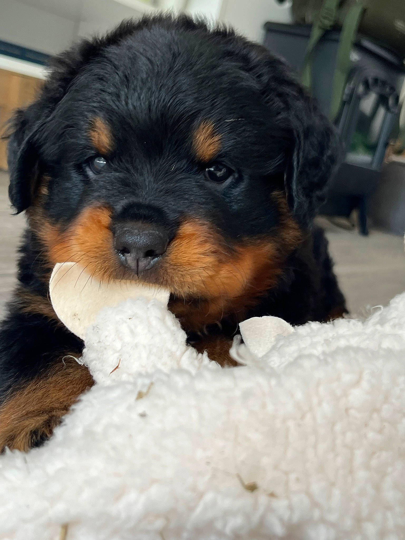 Bruno joined the competition — help win amazing prizes! carnivore, companion_dog, dog, dog_breed, fur, liver, puppy_love, small_terrier, snout, sporting_group, terrestrial_animal, toy_dog, working_animal, working_dog