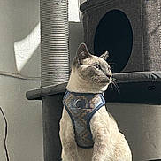 Mojito is registered to the contest to win money with this photo: cat, indoor, pet, harness, cat_tree, furniture, sitting, fur, animal, whiskers, ears, window_light, home, domestic_cat, looking_away, gray, beige, curious, relaxed, portrait