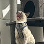 cat, harness, cat_tree, yawning, indoor, pet, feline, fur, animal, paw, sitting, shadow, light, cozy, cubby, resting, whiskers, ears, mouth, tongue
