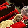 Mojito is registered to the contest to win money with this photo: cat, red_chair, seat, cup, plastic_cup, relaxing, sleeping, indoor, pet, feline, cozy, closeup, resting, quiet, empty_seat, animal, domestic_animal, cinema_seat, leisure, nap