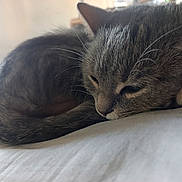 Louna a rejoint le concours — aidez-le/la à gagner de superbes lots ! cat, tabby_cat, sleeping, curled_up, furry, whiskers, ears, closed_eyes, pet, animal, bed, bedding, indoors, cozy, relaxed, nap, gray_fur, striped_fur, close_up, portrait