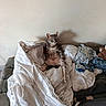 Louna a rejoint le concours — aidez-le/la à gagner de superbes lots ! cat, tabby, pet, animal, sitting, upright, bed, blanket, bedding, laundry, stuffed_animal, bedroom, indoor, home, wall, floor, tiles, paws, whiskers, portrait