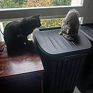 Louna a rejoint le concours — aidez-le/la à gagner de superbes lots ! cat, black_cat, grey_cat, window, indoor, feline, grooming, trash_bin, wooden_surface, natural_light, leafy_background, pets, animal, domestic, curious, sitting, cleaning, household, daylight, quiet