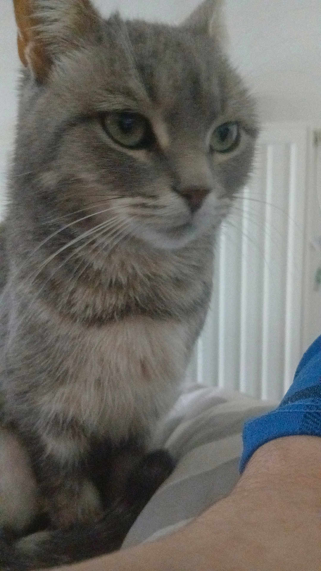 Louna participe au concours pour gagner de l'argent avec cette photo : cat, tabby, grey, fur, whiskers, pet, animal, indoor, bed, person, arm, blue_sleeve, closeup, curious, domestic, feline, resting, cozy, radiator, blurred_background