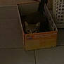 animal, box, cat, cozy, curious, cute, dim, feline, floor, hiding, home, indoor, light, mystery, peeking, pet, quiet, shy, small, tile