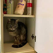 Louna a rejoint le concours — aidez-le/la à gagner de superbes lots ! cabinet, cat, cotton_pads, curiosity, curious, domestic_cat, door_hinge, feline, furniture, gray_cat, home, household_items, indoor, pet, quiet, sitting, spray_bottle, spray_can, striped_cat, tabby_cat