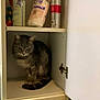 cabinet, cat, cotton_pads, curiosity, curious, domestic_cat, door_hinge, feline, furniture, gray_cat, home, household_items, indoor, pet, quiet, sitting, spray_bottle, spray_can, striped_cat, tabby_cat