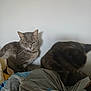 Louna participe au concours pour gagner de l'argent avec cette photo : animal, bags, cat, cozy, ears, fabric, feline, fur, grey_cat, grooming, household, indoor, pet, pile, resting, sitting, tabby_cat, two_cats, wall, whiskers