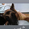 dog, belgian_malinois, german_shepherd_type, pet, sleeping, lying_down, bed, bedroom, person, hand, petting, black_mask, pointed_ears, brown_fur, black_fur, close_up, portrait, indoors, cozy, text_overlay