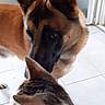 dog, cat, german_shepherd, tabby_cat, pets, animal, indoors, tile_floor, hallway, nose_to_nose, friendship, companionship, closeup, portrait, fur, ears, black_mask, brown_coat, white_fur, home