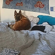 Filou participe au concours pour gagner de l'argent avec cette photo : animal, bed, black_cat, blanket, brown_dog, cat, comfort, companion, cozy, curious, dog, furniture, indoor, living_space, looking, pet, pillow, quiet, resting, tapestry