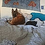 animal, bed, black_cat, blanket, brown_dog, cat, comfort, companion, cozy, curious, dog, furniture, indoor, living_space, looking, pet, pillow, quiet, resting, tapestry