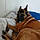 Filou