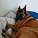 Filou