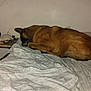 bed, blanket, brown_dog, cozy, dog, domestic, electronic_cable, furniture, household, indoor, night, pet, pillow, quiet, radiator, relaxed, resting, side_table, sleeping, wall