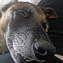 Filou participe au concours pour gagner de l'argent avec cette photo : animal, black, brown, canine, close_up, cozy, dog, face, fur, indoor, muzzle, nose, pet, portrait, relaxed, resting, sleepy, snout, teeth, whiskers
