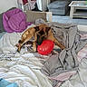 dog, german_shepherd, balloon, bed, bedroom, living_room, blankets, bedding, couch, furniture, indoor, home, pet, lying_down, playing, chew_toy, red_balloon, messy_bed, cozy, photography