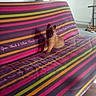 puppy, dog, animal, sitting, pointy_ears, brown_fur, black_face, pet, sofa, couch, blanket, striped, colorful, indoor, living_room, furniture, radiator, shelf, shoes, portrait