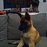 dog, german_shepherd, pet, animal, sitting, couch, indoors, living_room, christmas_tree, holiday, decorations, ornaments, home, furniture, portrait, upright_ears, black_muzzle, brown_coat, long_tail, cozy