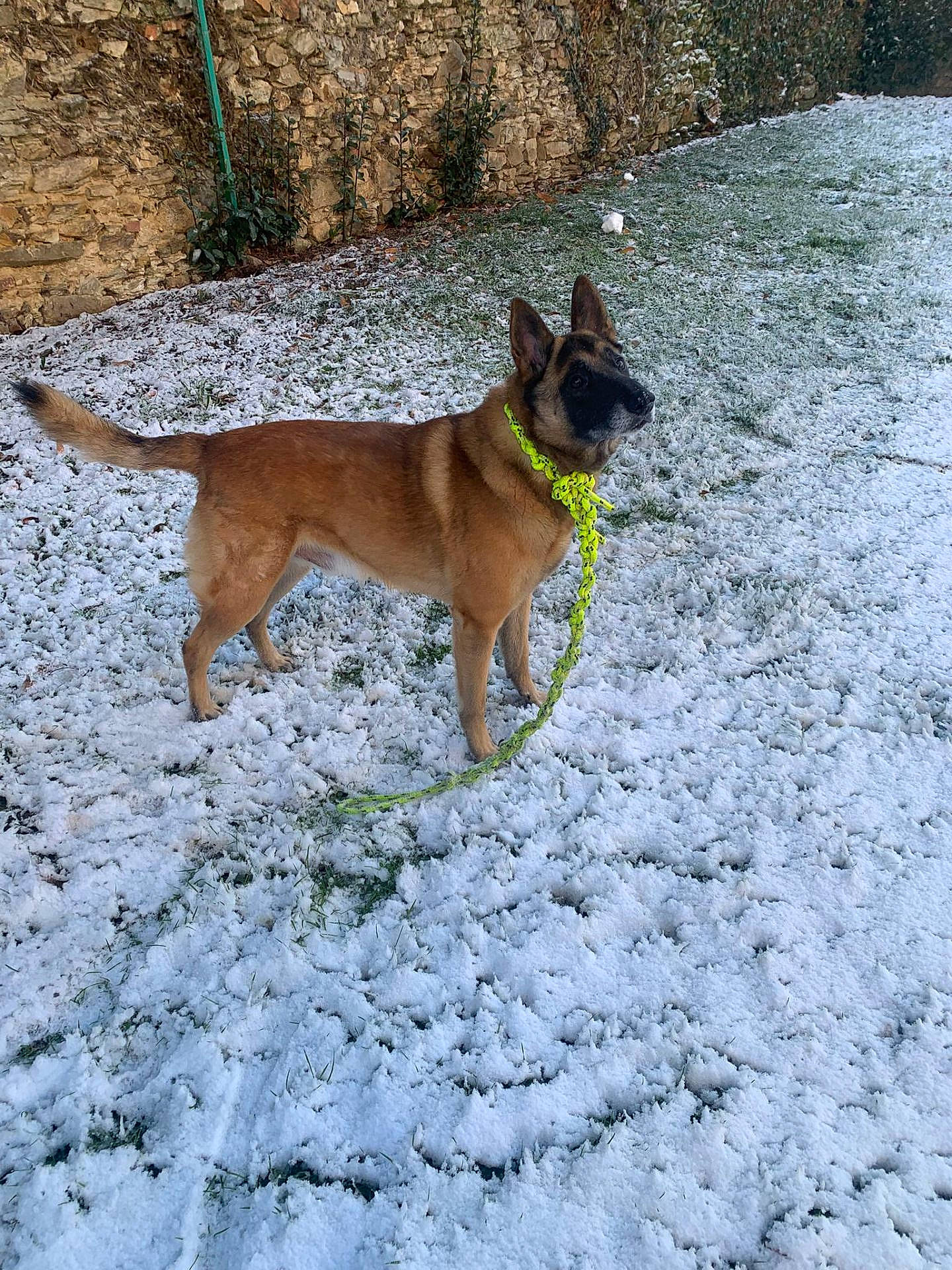 Filou