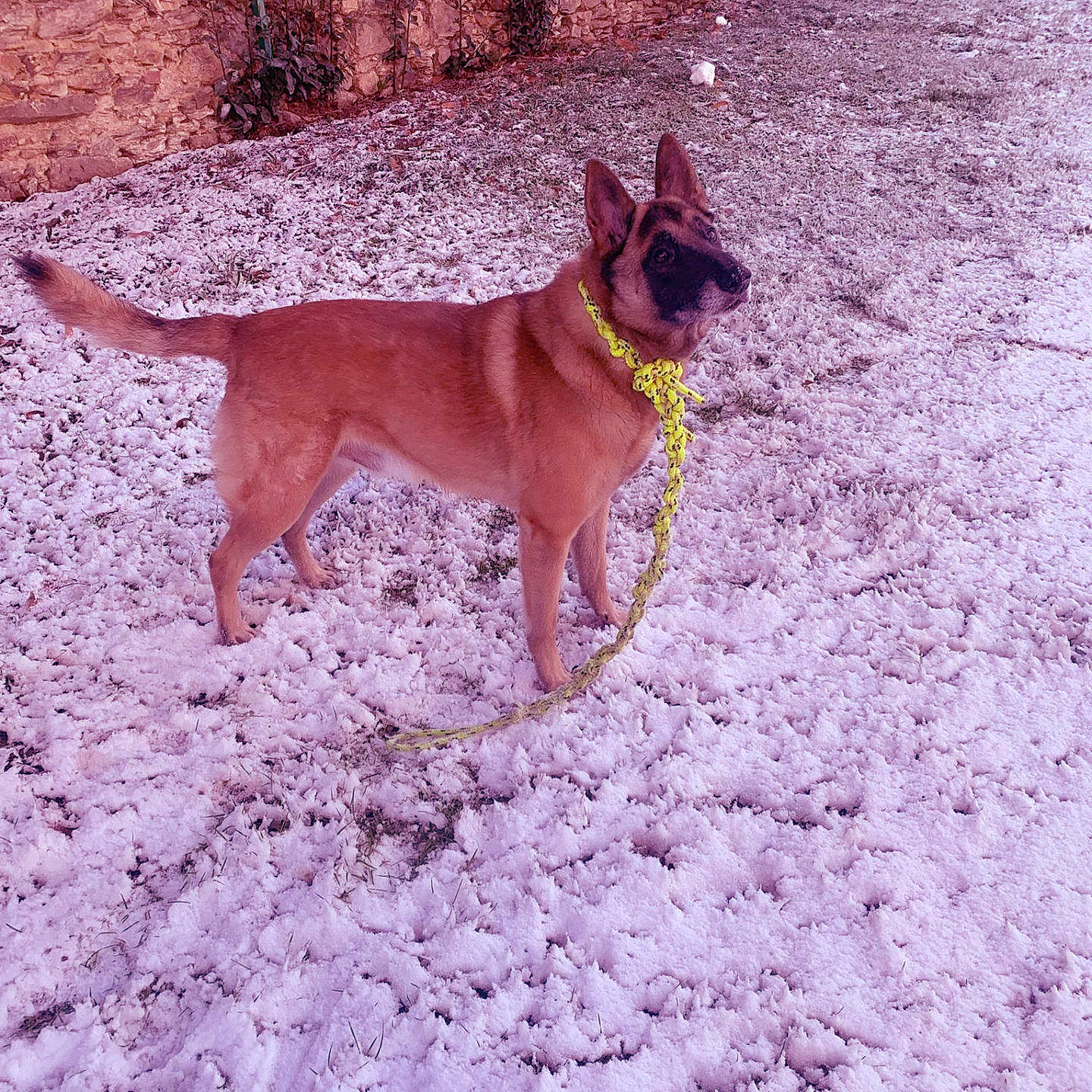 Filou