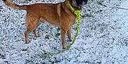 Filou a rejoint le concours — aidez-le/la à gagner de superbes lots ! alert, animal, brown_dog, canine, collar, daylight, dog, ears_up, fence, fur, grass, leash, nature, outdoor, pet, playful, snow, standing, stone_wall, winter