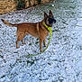 alert, animal, brown_dog, canine, collar, daylight, dog, ears_up, fence, fur, grass, leash, nature, outdoor, pet, playful, snow, standing, stone_wall, winter