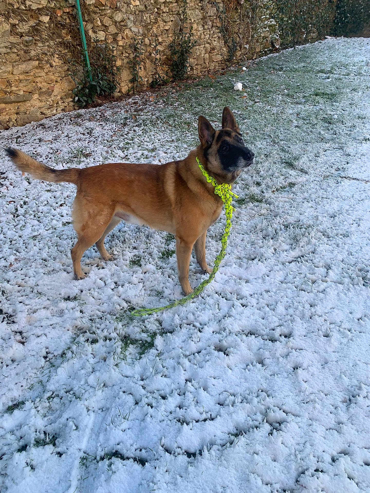 Filou a rejoint le concours — aidez-le/la à gagner de superbes lots ! alert, animal, brown_dog, canine, collar, daylight, dog, ears_up, fence, fur, grass, leash, nature, outdoor, pet, playful, snow, standing, stone_wall, winter