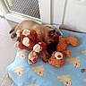 puppy, dog, brown_dog, sleeping, stuffed_animals, teddy_bears, blanket, blue_blanket, bed, cozy, indoors, pet, cuddling, toys, cute, resting, animal, home, window, portrait