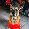 dog, puppy, red_outfit, clothing, sitting, indoors, tiled_floor, pointed_ears, brown_fur, black_muzzle, portrait, pet, canine, alert, looking_at_camera, front_view, household, chairs, clothes, backpack