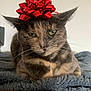 Cookie participe au concours pour gagner de l'argent avec cette photo : cat, tortoiseshell, red_bow, pet, animal, feline, whiskers, green_eyes, fur, lying_down, blanket, cozy, indoor, closeup, headwear, cute, expression, reluctant, soft_texture, domestic