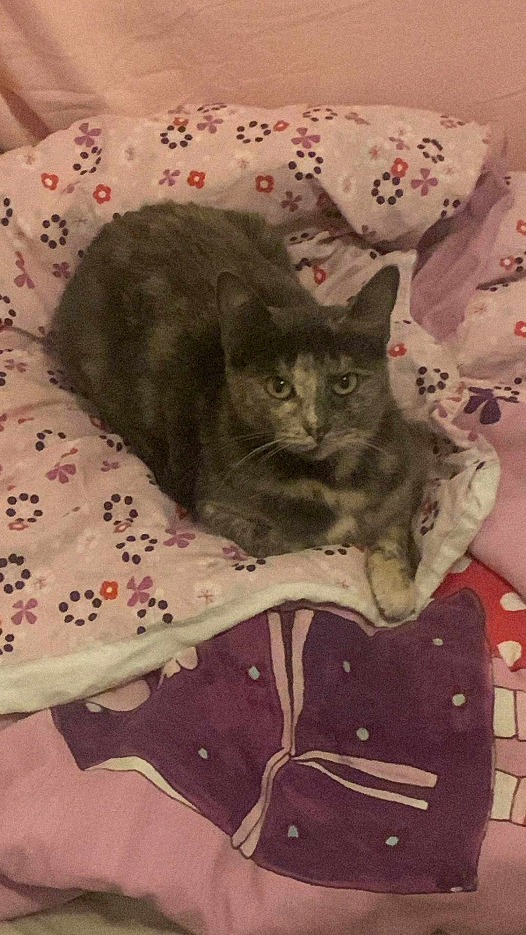 Cookie a rejoint le concours — aidez-le/la à gagner de superbes lots ! cat, bed, blanket, floral_pattern, purple, pink, feline, pet, domestic_animal, resting, indoor, cozy, cute, animal, fur, whiskers, paw, looking, sleepy, soft