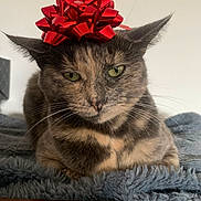 Cookie participe au concours pour gagner de l'argent avec cette photo : cat, tortoiseshell, red_bow, pet, animal, feline, whiskers, green_eyes, fur, lying_down, blanket, cozy, indoor, closeup, headwear, cute, expression, reluctant, soft_texture, domestic