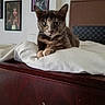 Cookie participe au concours pour gagner de l'argent avec cette photo : cat, feline, pet, animal, portrait, sitting, bed, pillow, bedroom, indoors, home, furniture, wood, blanket, cushion, ears, whiskers, green_eyes, brown_fur, photography