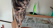 Cookie participe au concours pour gagner de l'argent avec cette photo : cat, tortoiseshell_cat, feline, pet, animal, standing, walking, tail, green_eyes, whiskers, table, placemat, cat_artwork, indoor, home, radiator, furniture, cleaning_tool, hanging_bag, portrait