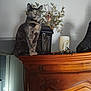 Cookie participe au concours pour gagner de l'argent avec cette photo : cat, tortoiseshell_cat, wooden_cabinet, candle, dried_flowers, lantern, indoor, furniture, decor, pet, curious, sitting, animal, home_interior, doorway, shadow, light, feline, ornament, quiet