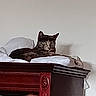 Cookie participe au concours pour gagner de l'argent avec cette photo : cat, tabby, pet, animal, feline, bedroom, pillow, bedding, cabinet, furniture, wooden, ornate, indoor, portrait, lying_down, sitting, whiskers, ears, striped_fur, home
