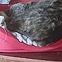 Cookie participe au concours pour gagner de l'argent avec cette photo : animal, blur, cat, closeup, comfort, cozy, curled_up, fabric, feline, fluffy, fur, furniture, home, indoor, pet_bed, quiet, red, resting, sleeping, wooden_surface