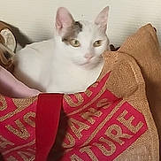 Bella a rejoint le concours — aidez-le/la à gagner de superbes lots ! cat, white_cat, burlap_sack, red_text, indoor, pet, animal, feline, curious, relaxed, wall, texture, fabric, closeup, domestic_cat, resting, cute, soft_light, portrait, household
