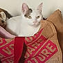 Bella a rejoint le concours — aidez-le/la à gagner de superbes lots ! animal, burlap_sack, cat, closeup, curious, cute, domestic_cat, fabric, feline, household, indoor, pet, portrait, red_text, relaxed, resting, soft_light, texture, wall, white_cat