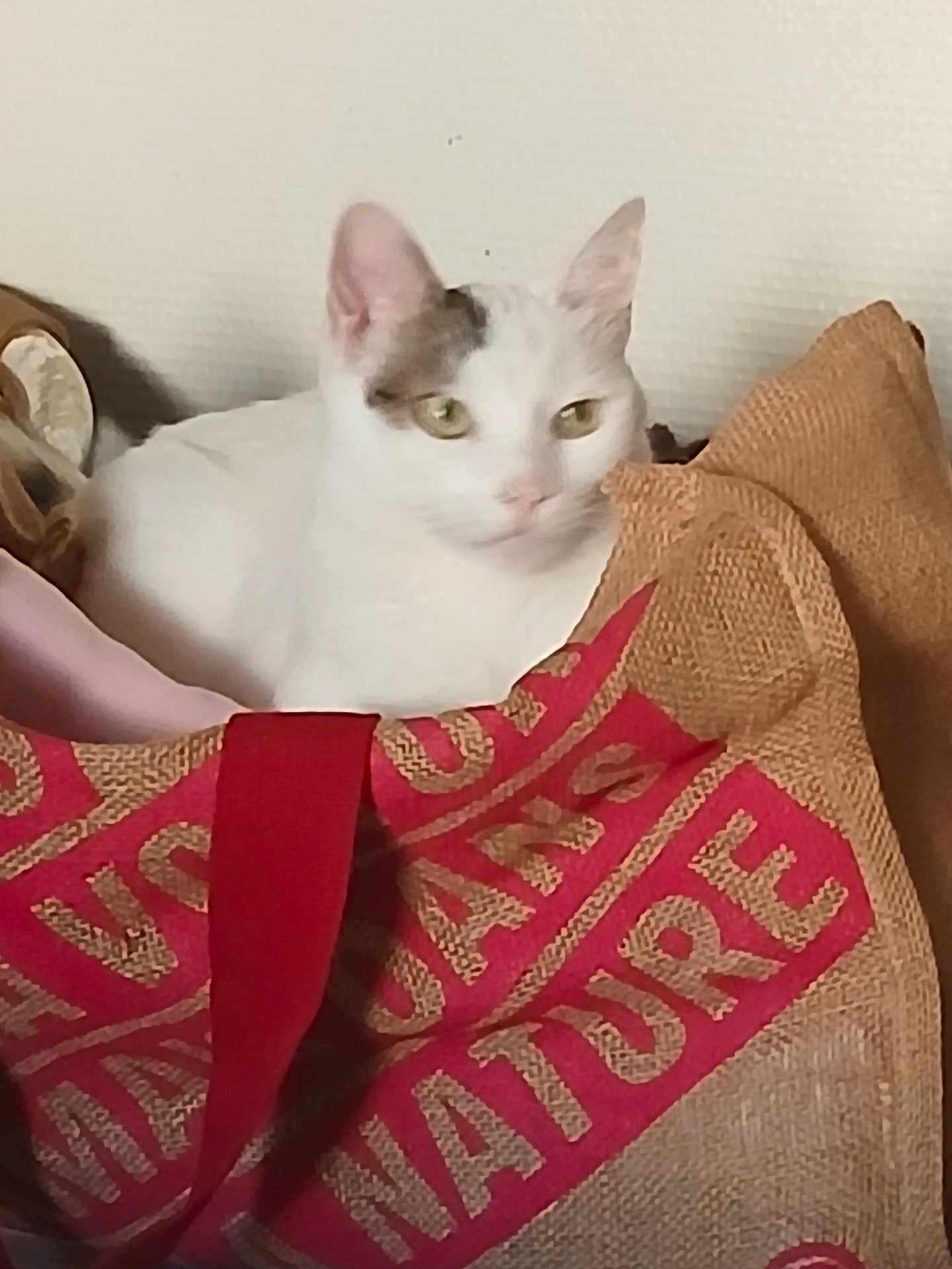 Bella a rejoint le concours — aidez-le/la à gagner de superbes lots ! cat, white_cat, burlap_sack, red_text, indoor, pet, animal, feline, curious, relaxed, wall, texture, fabric, closeup, domestic_cat, resting, cute, soft_light, portrait, household