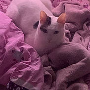 Bella a rejoint le concours — aidez-le/la à gagner de superbes lots ! animal, bed, blanket, cat, comfortable, cozy, cute, domestic, fleece, fur, indoor, patterned_blanket, pet, pink_light, plush_blanket, relaxed, resting, sleepy, soft_texture, white_cat