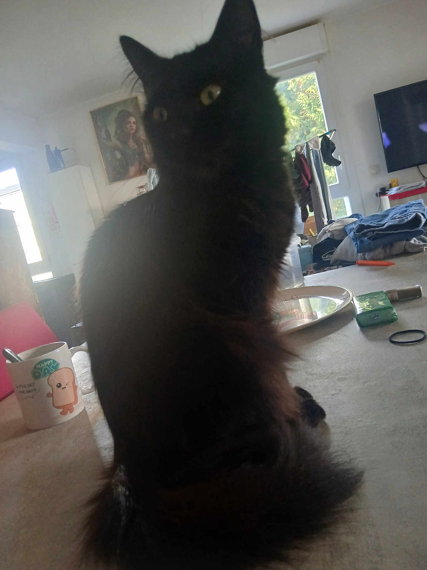 Ulysse a rejoint le concours — aidez-le/la à gagner de superbes lots ! black_cat, cat, clothes, cozy, curtains, domestic_animal, fur, furniture, household_items, indoor, living_room, morning, mug, natural_light, pet, plate, sitting, table, whiskers, window