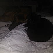 Ulysse participe au concours pour gagner de l'argent avec cette photo : dog, cat, bed, blanket, dark, resting, indoor, pet, animal, sleeping, cozy, white, fur, companion, quiet, shadow, relaxing, domestic, friendship, comfort