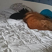 Ulysse a rejoint le concours — aidez-le/la à gagner de superbes lots ! bed, black_cat, blanket, companion, cozy, dog, domestic, feline, fur, indoor, orange_dog, pet, pillow, quiet, resting, sleeping, snuggling, soft, two_animals, white_bedspread